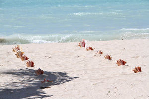 Conch Shell Aisle - Shoreside - Grand Cayman