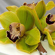 Corsage - Cymbidium - Miami