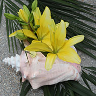 Conch Shell Aisle - Port Everglades