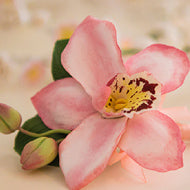 Corsage - Cymbidium - Cozumel