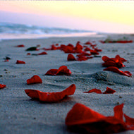 Silk Rose Petals - Long Beach