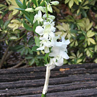 Single Stem - Dendrobium - Port Canaveral