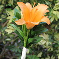 Single Stem - Tropical - Mobile