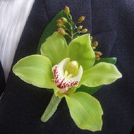 Boutonniere - Cymbidium - Miami