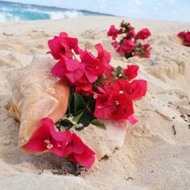 Conch Shell Aisle - Shoreside - Freeport