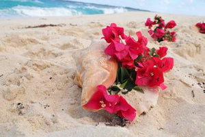 Conch Shell Aisle - Shoreside - Freeport